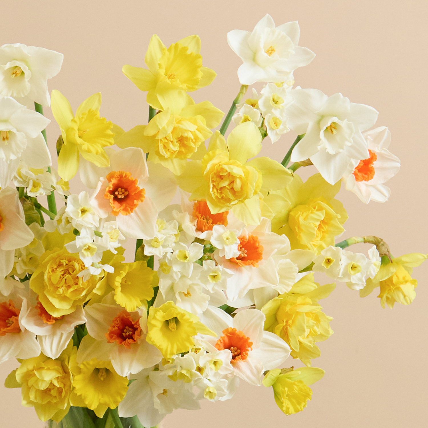 Daffodil Delight - 50 British Daffodils