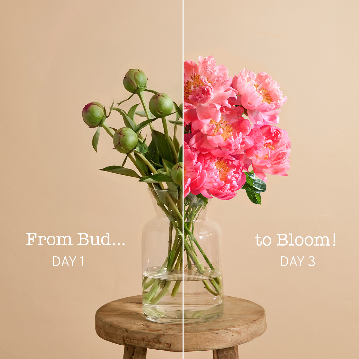 Peony Charm