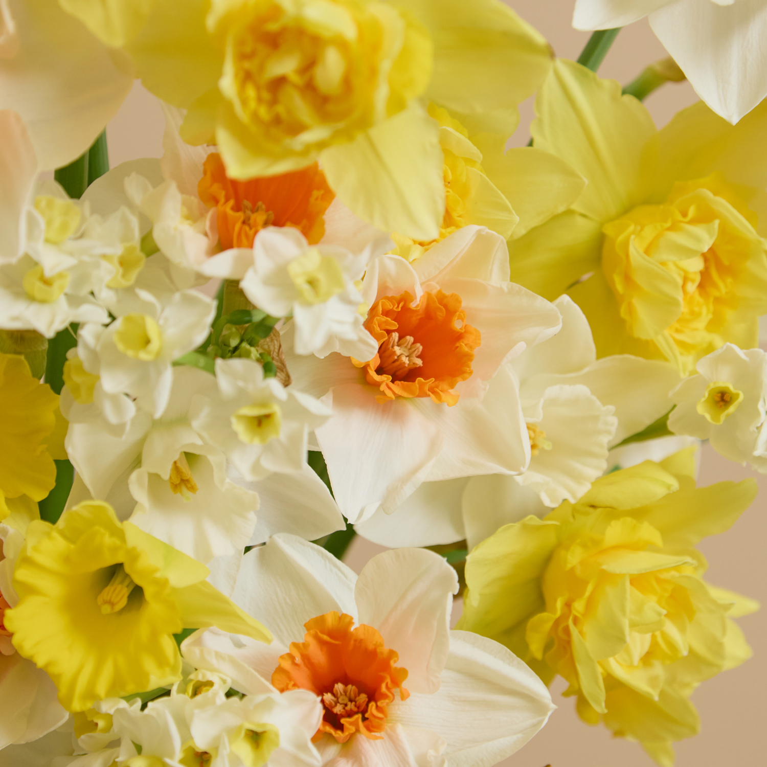 Daffodil Dazzle - 120 British Daffodils