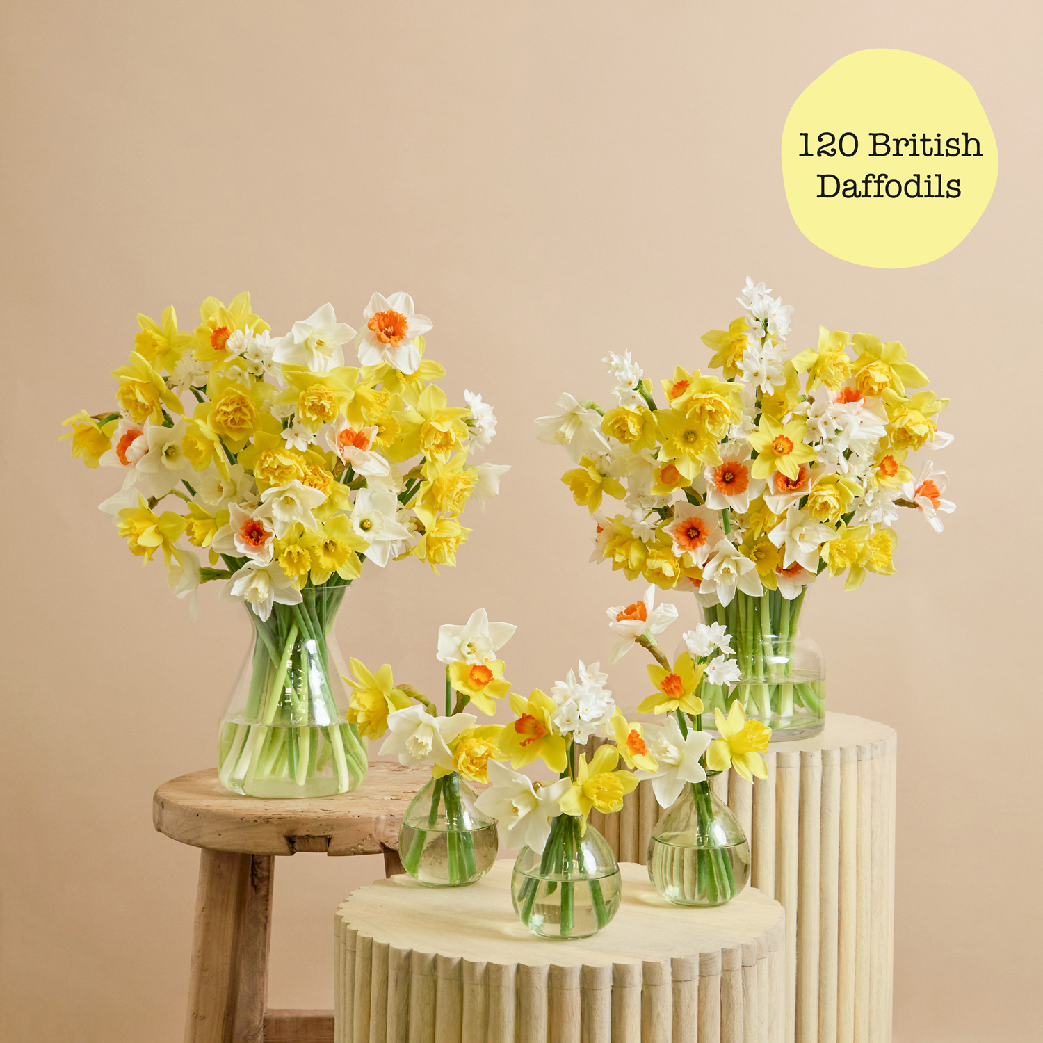 Daffodil Dazzle - 120 British Daffodils