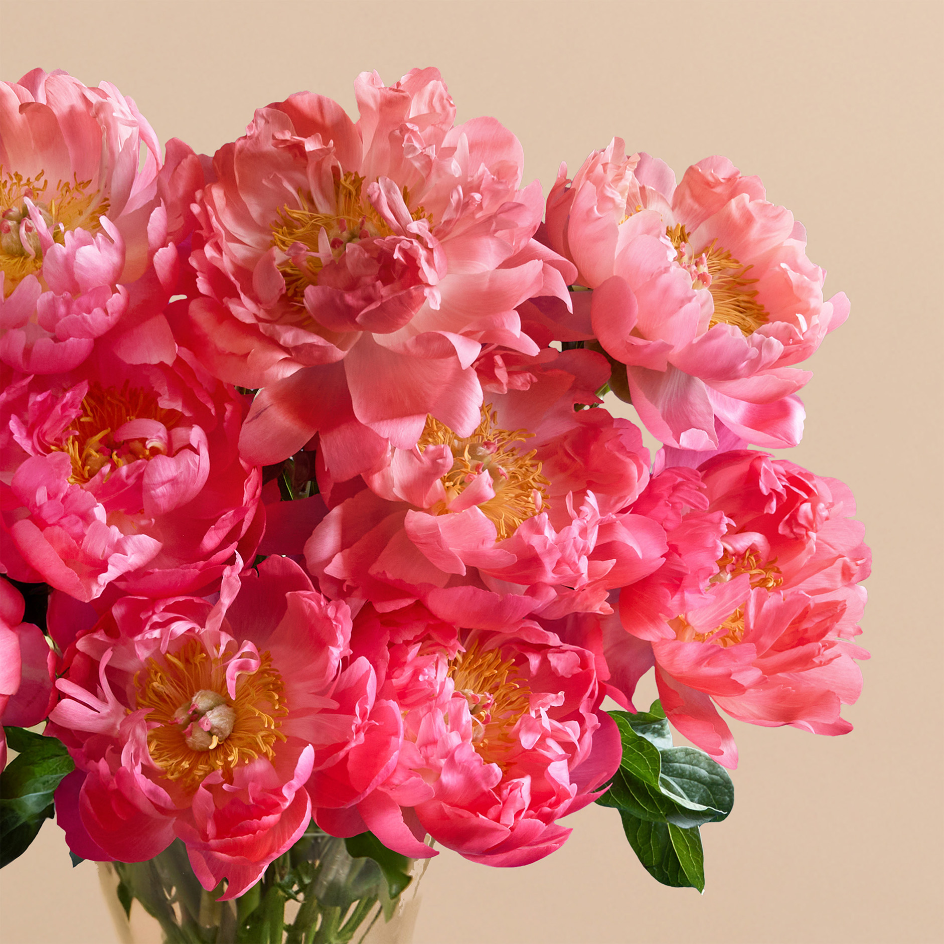 Peony Charm