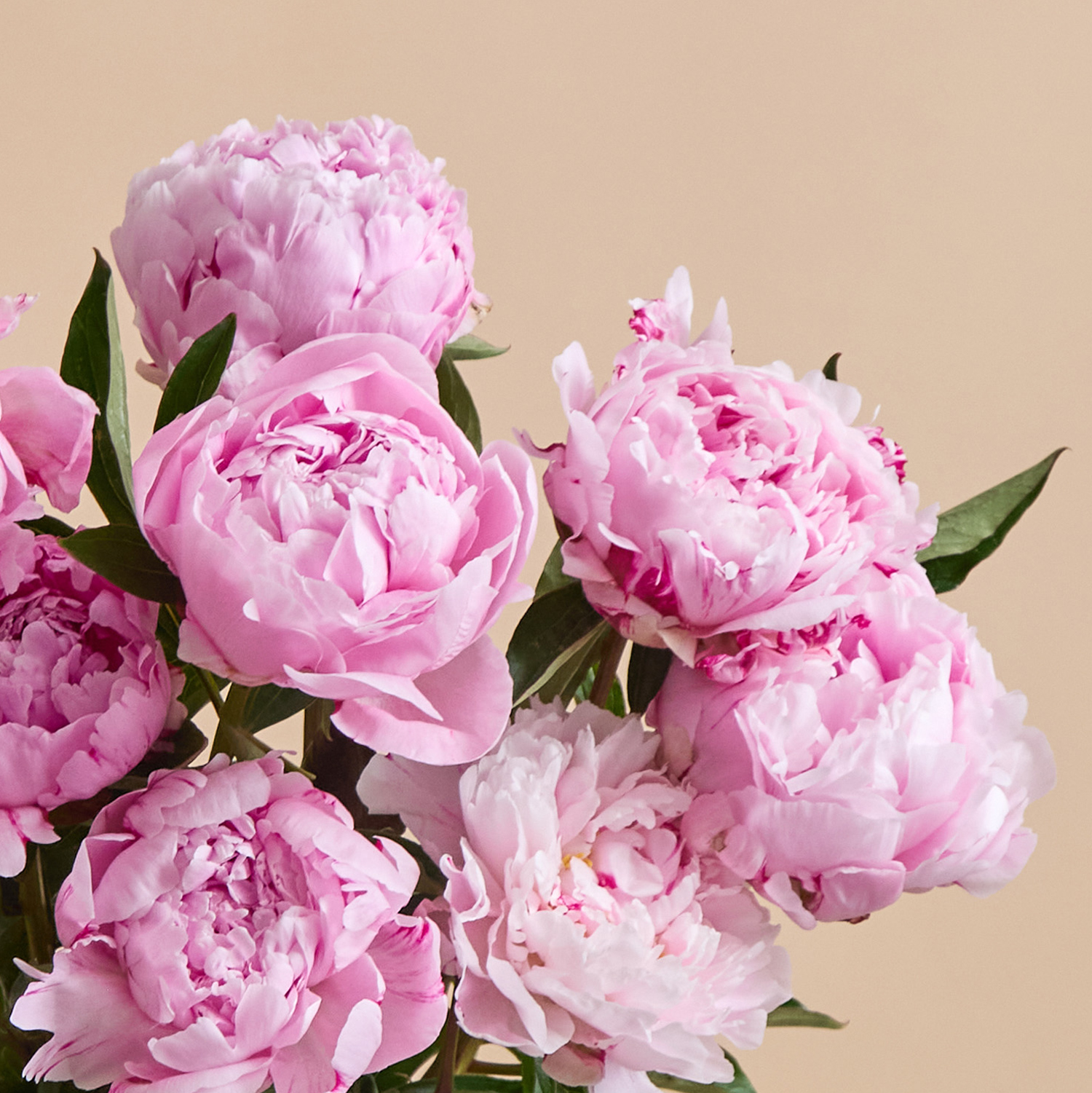 Peony Blush