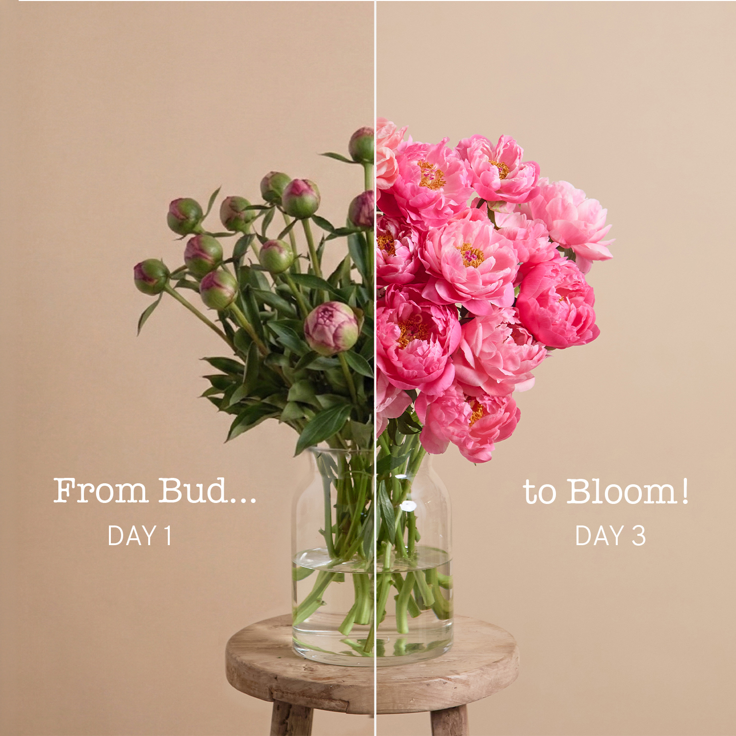 Peony Charm