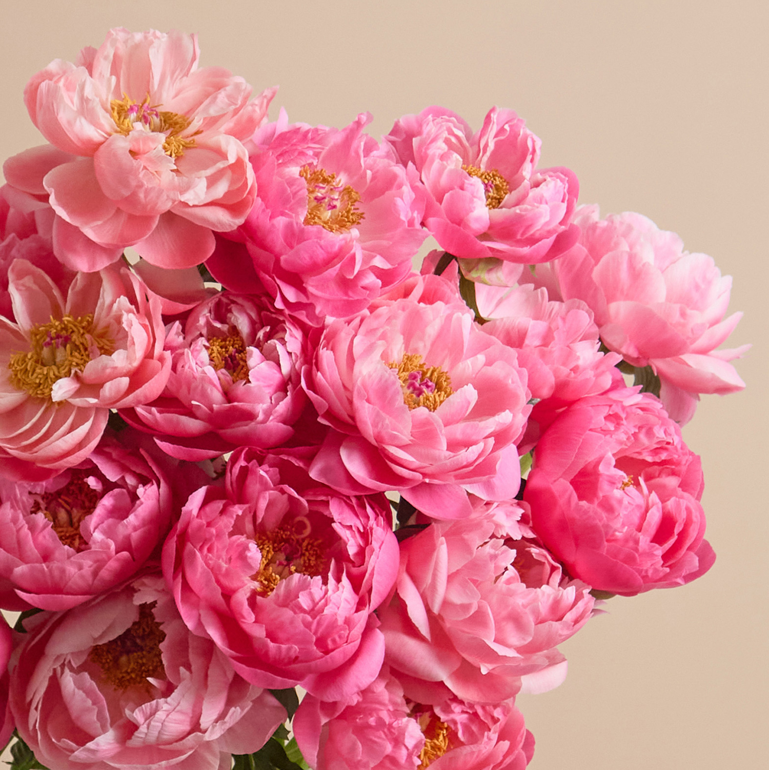 Peony Charm