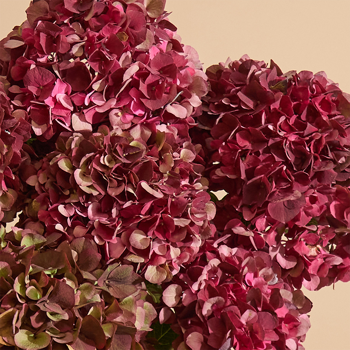 All The Hydrangeas