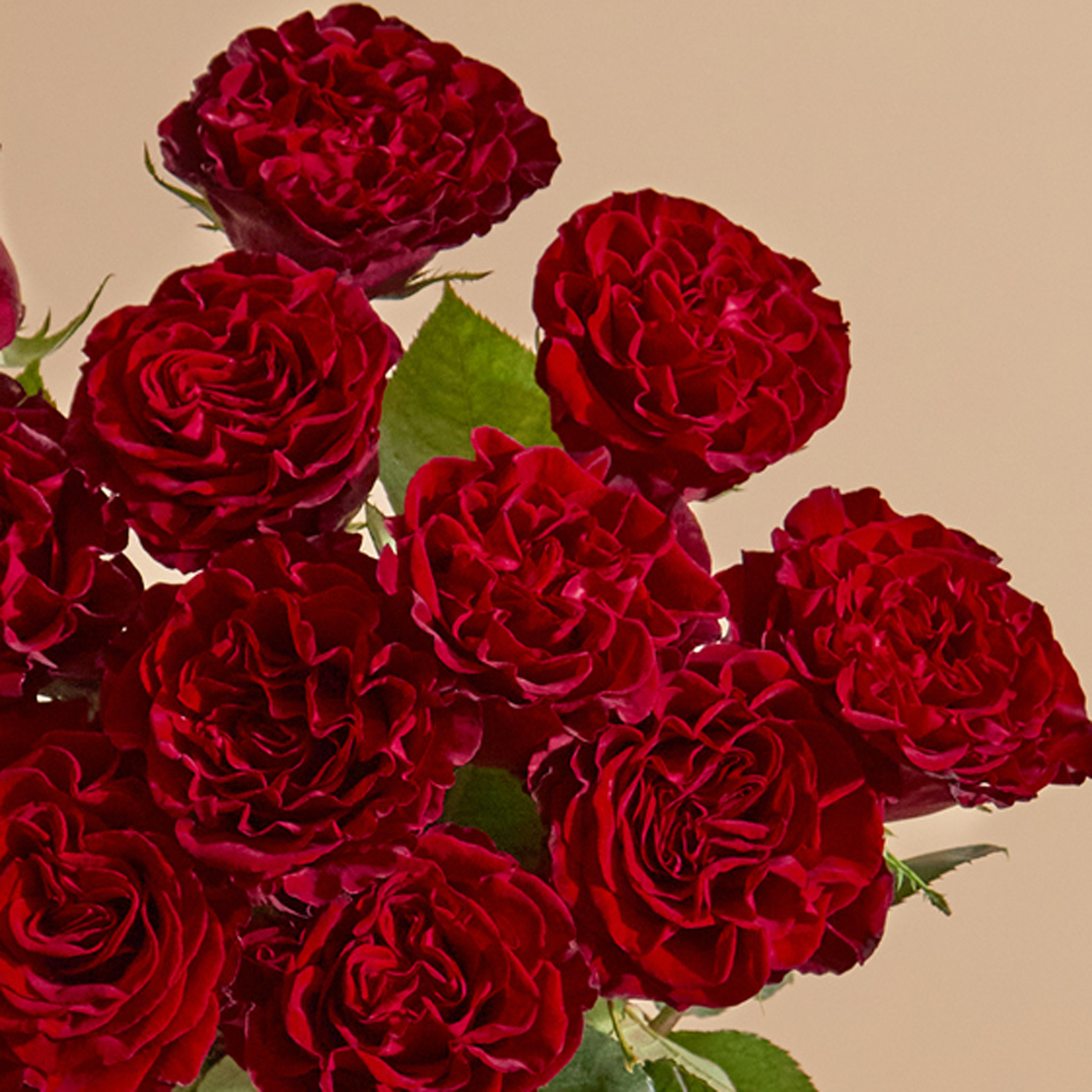 A Dozen Heart Roses