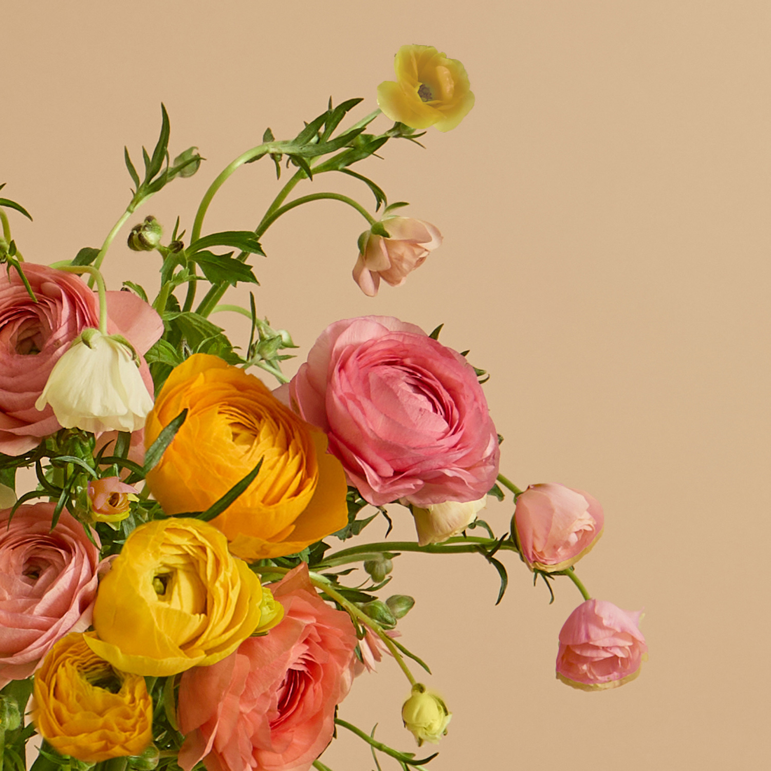 Ranunculus Burst