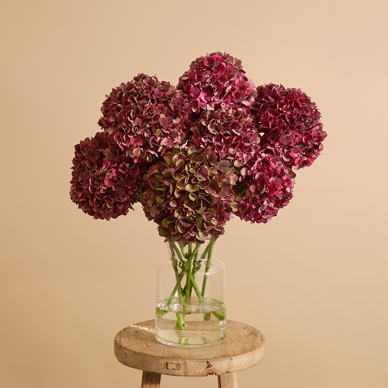 All The Hydrangeas