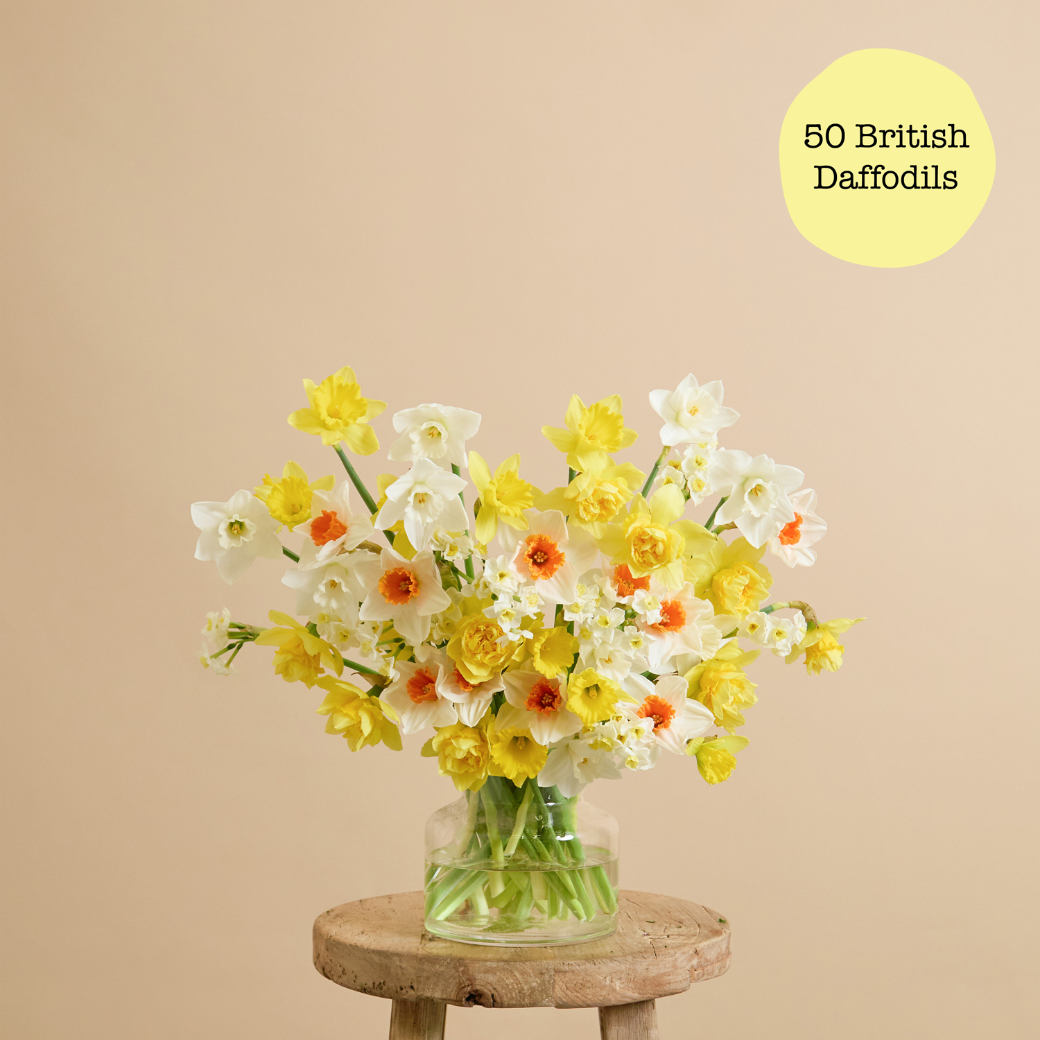 Daffodil Delight - 50 British Daffodils