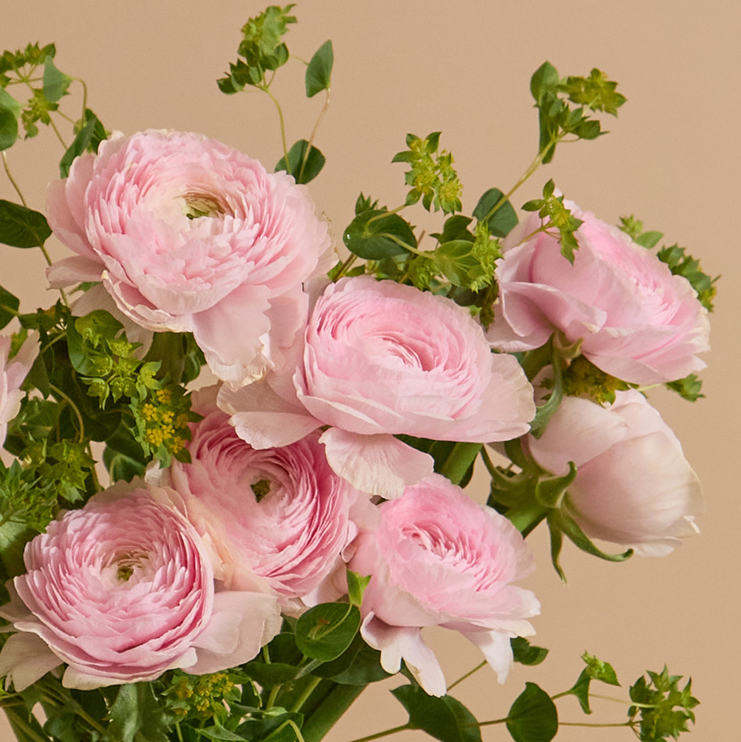 Ranunculus Blush