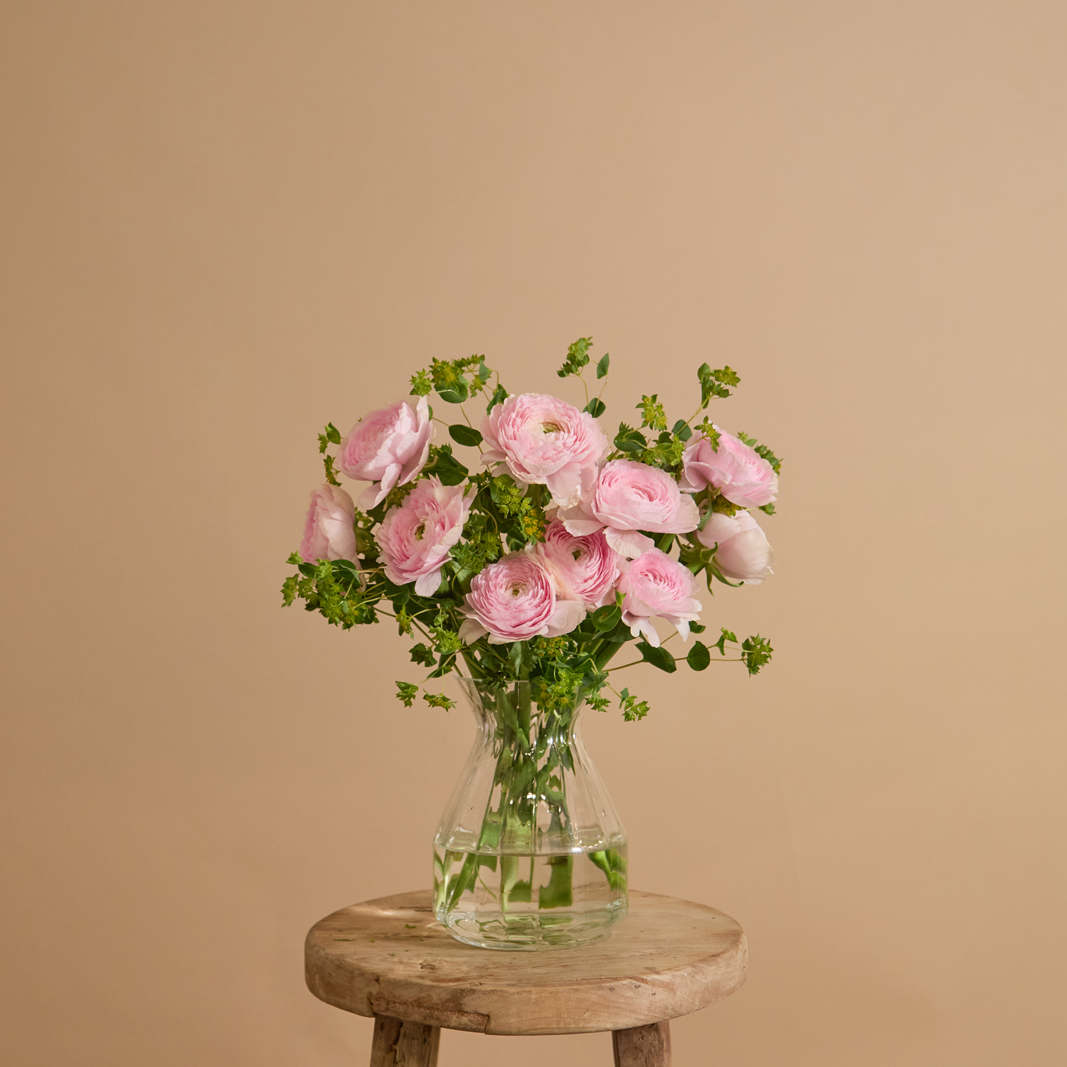 Ranunculus Blush