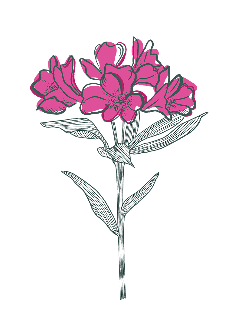 Alstroemeria
