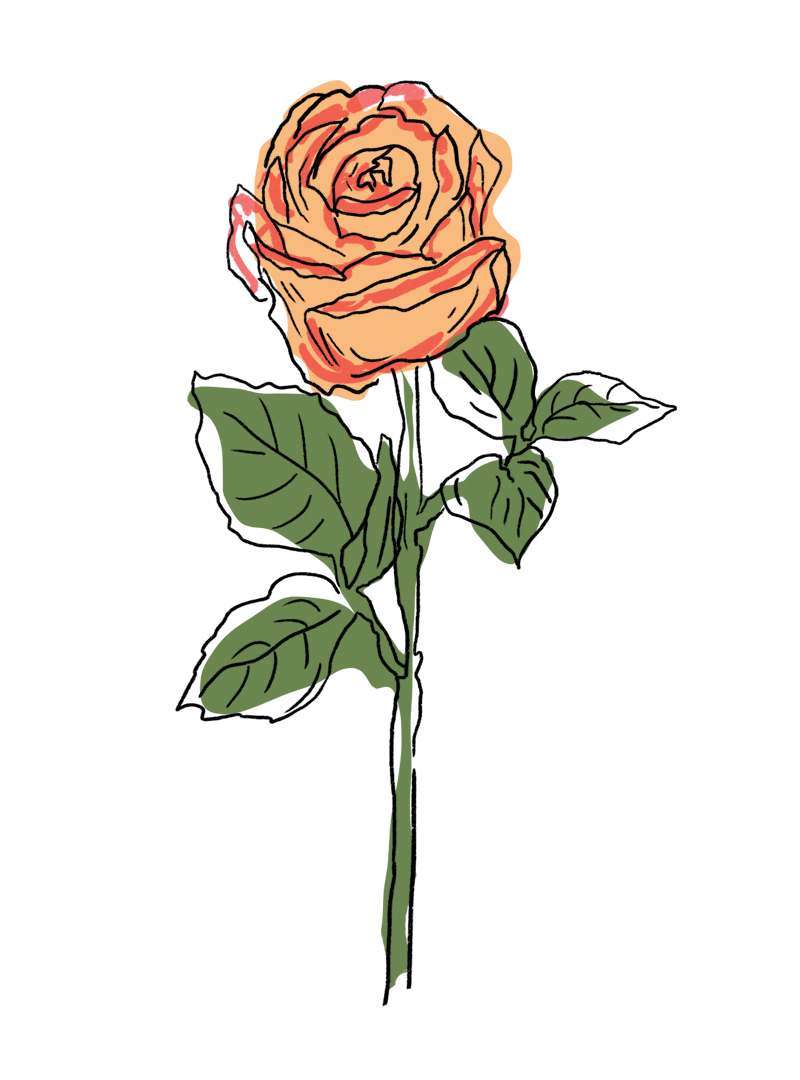 Rose Espania